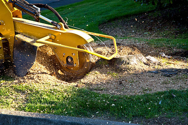 Best Tree Trimming Near Me  in Ovid, MI